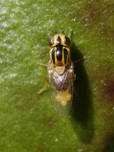 Réf. 252 246 : Thaumatomyia notata
